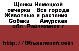 Щенки Немецкой овчарки - Все города Животные и растения » Собаки   . Амурская обл.,Райчихинск г.